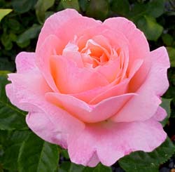 Rosier 'Isabelle Autissier'